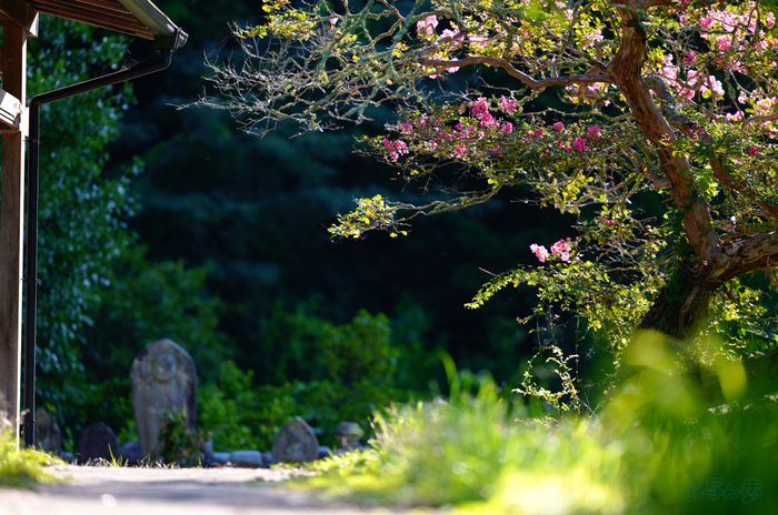 シグマ Sigma 200mm F2 DG OS | Sports レビュー ／ 奈良 奈良北部 夏